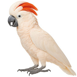 Giant Cockatoos